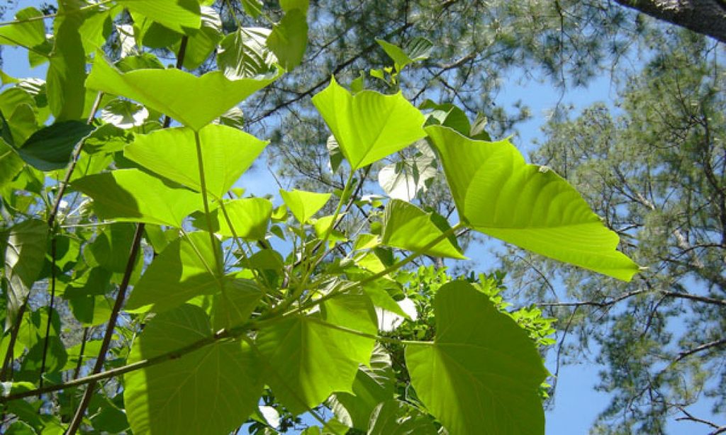 tungoil.co.uk The Tung Oil UK site